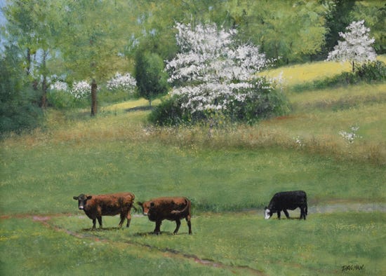Dogwood trees and cattle